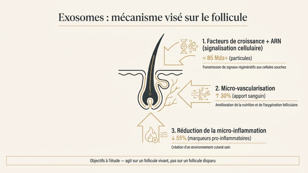 Schéma du mécanisme visé par les exosomes sur le follicule pileux (signalisation, vascularisation, anti-inflammation)