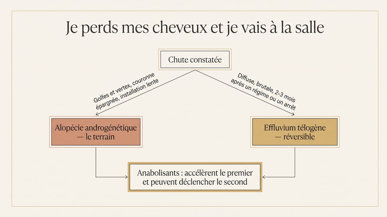 Arbre de décision distinguant alopécie androgénétique et effluvium télogène chez un pratiquant de musculation