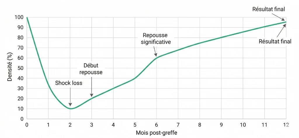 Chronologie de la Repousse après Greffe de Cheveux — Densité Mois 0 à 12 | Renaissance Clinique Courbe d'évolution de la densité capillaire après greffe de cheveux du mois 0 au mois 12 : densité initiale à 100 %, chute brutale lors du shock loss au mois 2 (environ 10 %), début de repousse au mois 3, repousse significative atteignant 60 % au mois 6, puis progression régulière jusqu'au résultat final de 95 % au mois 12 — axe X : mois post-greffe, axe Y : densité en pourcentage